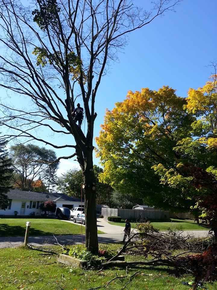 Hastings Tree Service Professional Tree Removal